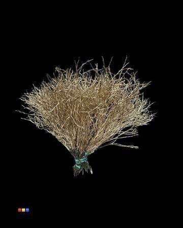 Vaccinium kleurbehandeld H%