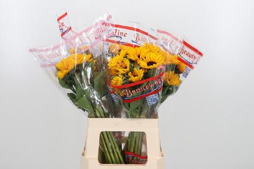 Helianthus annuus Sunova