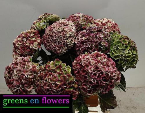 Hydrangea macrophylla Magical Revolution (classic)