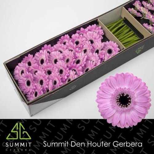 Gerbera mini Bentley