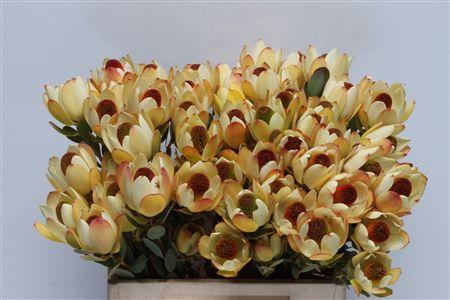 Leucadendron discolor