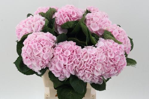 Hydrangea macrophylla My Beautiful Matcha