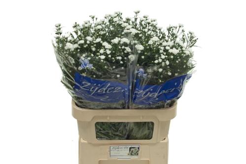 Aster Cassy