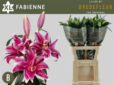 Lilium (Oriental Grp) dubbel 'Fabienne'