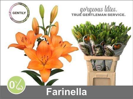 Lilium (LA-hybrids Grp) 'Farinella'