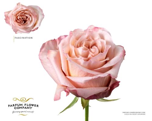 Rosa grootbloemig overig