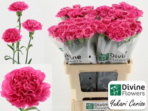 Dianthus standaard Yukari Cerise