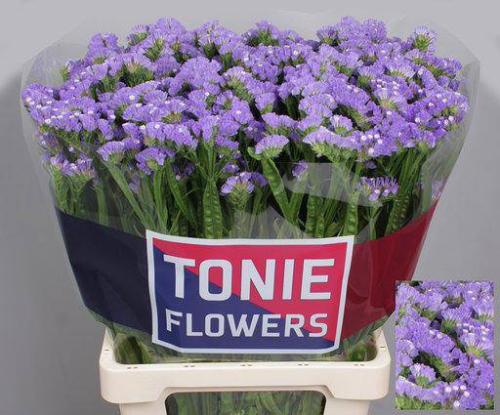 Limonium sinuatum Mermaid Wings