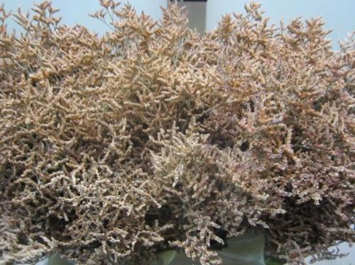 Limonium overig kleurbehandeld H%