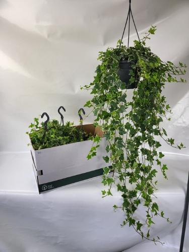 Hedera helix 'Eva'