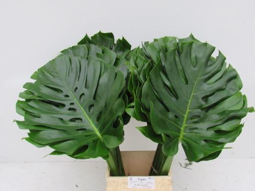 Monstera (blad)