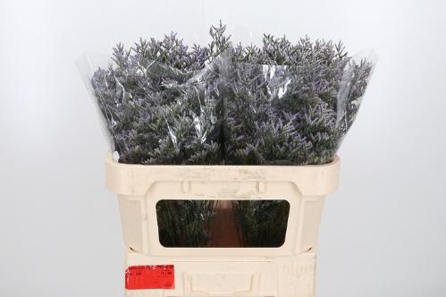 Limonium 'Skylight'