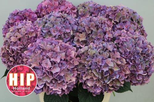 Hydrangea macrophylla 'Rodeo' (classic)