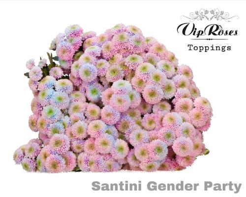Chrysanthemum Indicum Grp tros santini kleurbehandeld H%