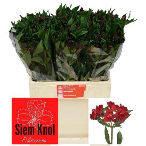 Alstroemeria Rockstar