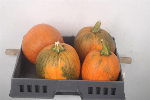Siervruchten per stuk Cucurbita maxima 'Halloween'