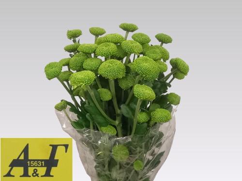 Chrysanthemum Indicum Grp tros kas 'Feeling Green Dark'