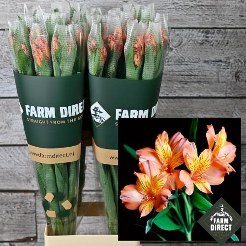 Alstroemeria overig