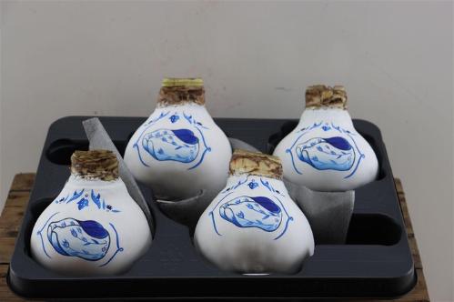 Hippeastrum bol gewaxt H%