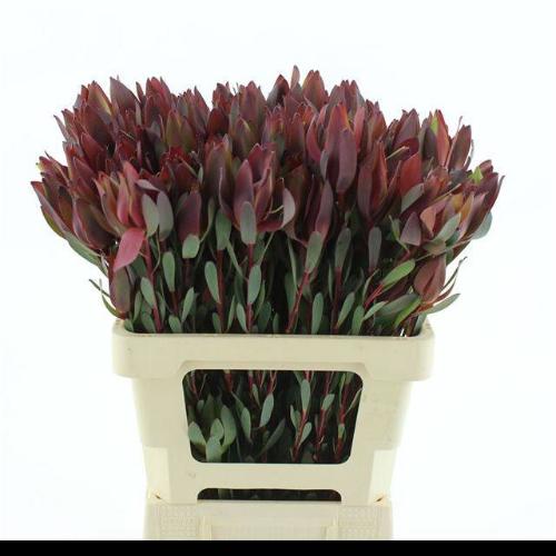 Leucadendron 'Senorita'