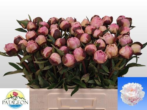 Paeonia Lactiflora Grp 'Gardenia'