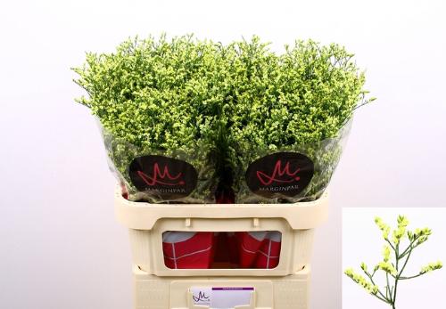 Limonium sinensis China Summer