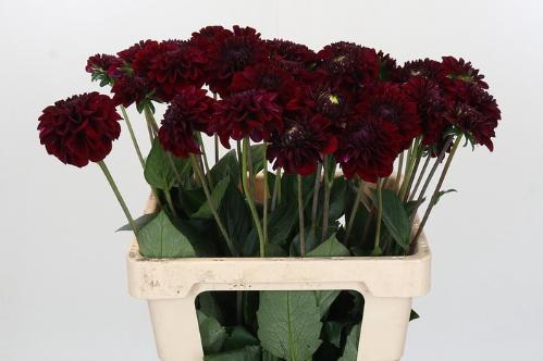 Dahlia 'Black Fox'