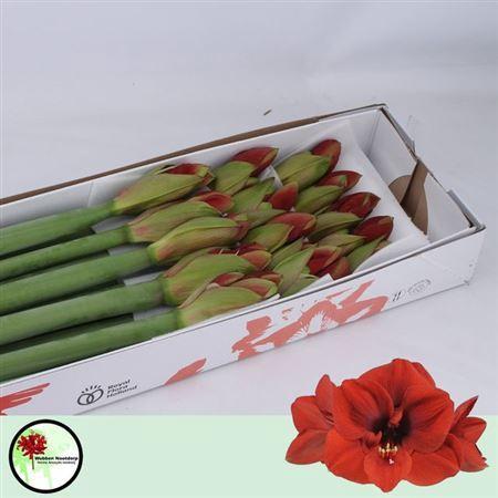 Hippeastrum Galaxy Grp 'Ferrari'