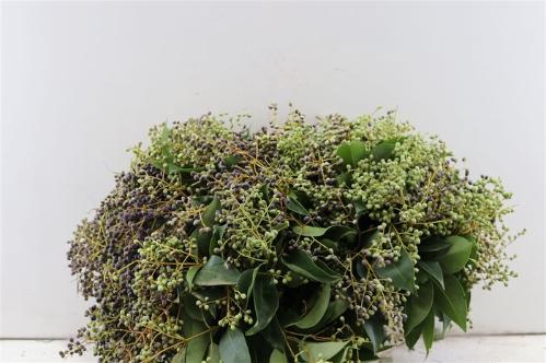 Ligustrum sp. (bes) per bos
