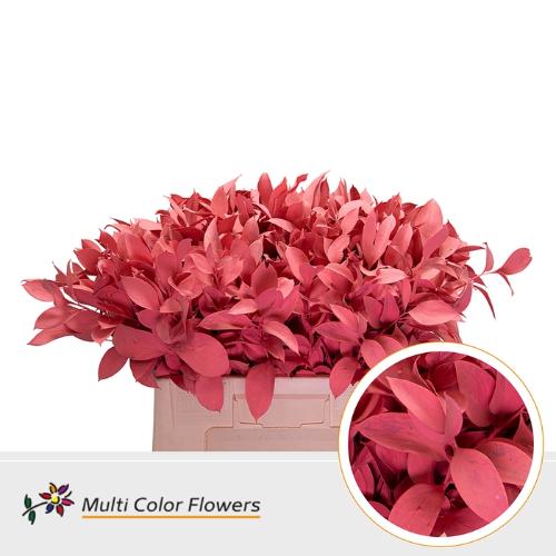 Ruscus kleurbehandeld H%