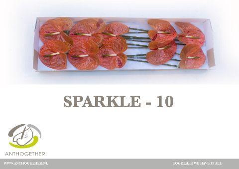 Anthurium Andreanum Grp 'Sparkle'