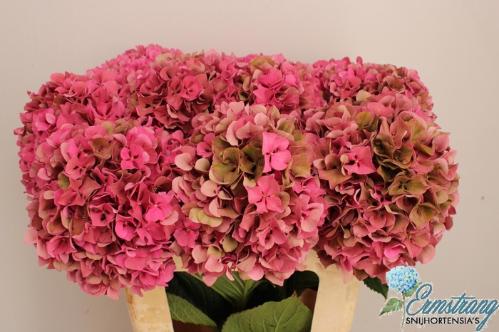 Hydrangea macrophylla Glowing Alps (classic)