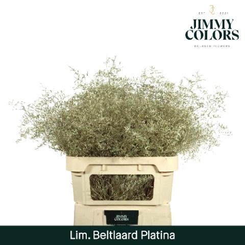 Limonium overig kleurbehandeld H%