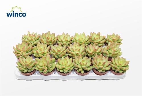 Sedum overig