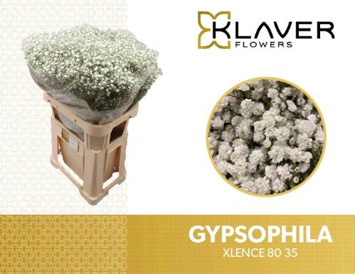 Gypsophila paniculata Xlence