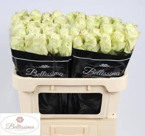 Rosa grootbloemig Athena