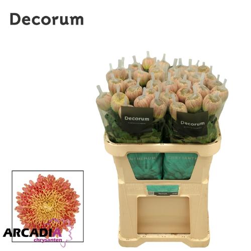 Chrysanthemum (Indicum Grp) geplozen Couture Bronze
