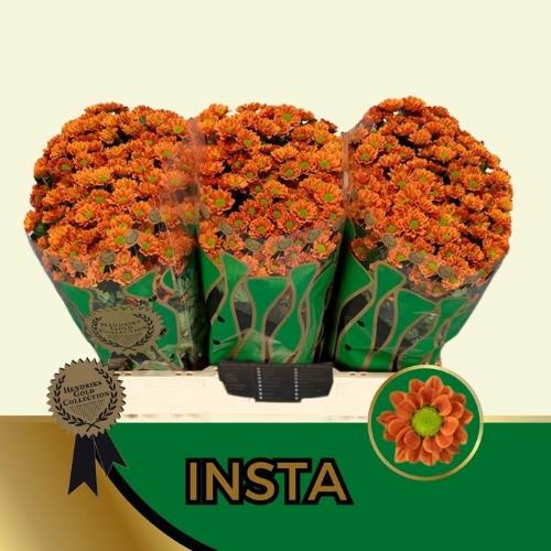 Chrysanthemum (Indicum Grp) tros santini AAA Staryu