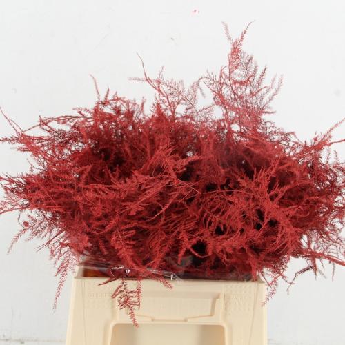 Asparagus overig kleurbehandeld H%