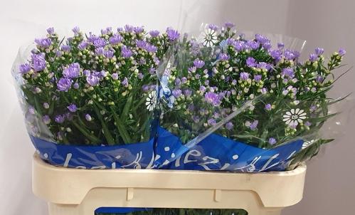 Aster Universum Grp 'Cassandra'