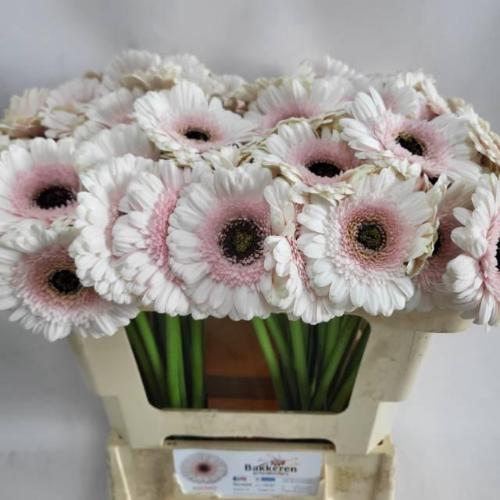 Gerbera mini Kokomo