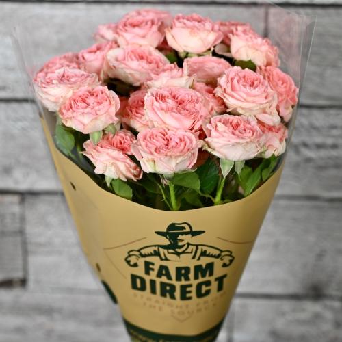 Rosa tros Femke
