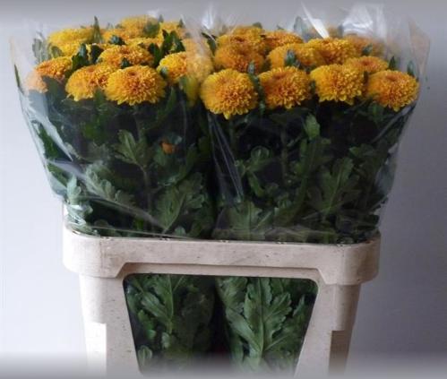 Chrysanthemum Indicum Grp geplozen kas Paladov