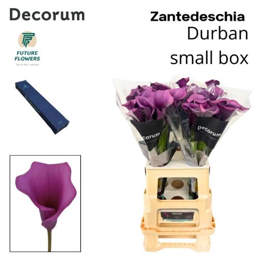 Zantedeschia 'Durban'