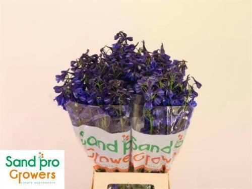 Delphinium Belladonna Grp enkelbloemig Donna