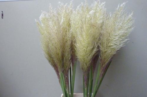 Cortaderia overig