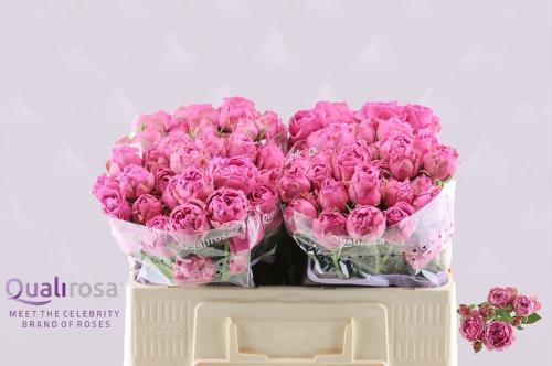 Rosa tros Purple Bubbles