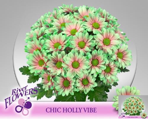 Chrysanthemum (Indicum Grp) tros Chic kleurbehandeld H%