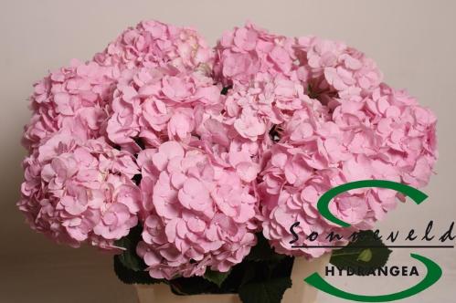 Hydrangea macrophylla Pinky