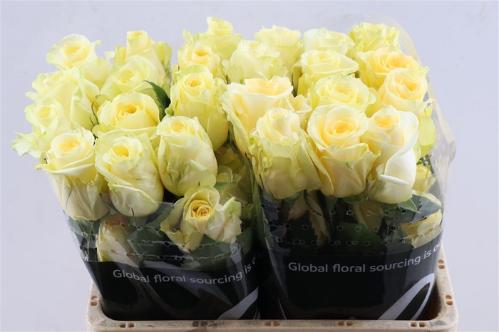 Rosa grootbloemig Cr